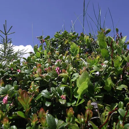 U Dida Viktora Γιαρέμτσε